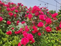 🌺🍒성공하는 사람들 - 자유 글 - 청송 월외 초등 학교 🌺🍒성공하는 사람들