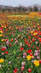 🌺🍒새 생명으로 인도하시는 - 자유 글 - 청송 월외 초등 학교 🌺🍒새 생명으로 인도하시는