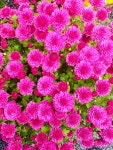 🌺🍒 야곱이 에서를 만날 준비 - 자유 글 - 청송 월외 초등 학교 🌺🍒 야곱이 에서를 만날 준비