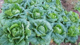 7/31, 남들보다 일찍 10/31일에 수확할 김장농사 준비, 무 파종 - 2020 - 아바타상추 7/31, 남들보다 일찍 10/31일에 수확할 김장농사 준비... 