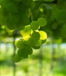 세네가 - 수필의 상품 - 수필 포도원 세네가