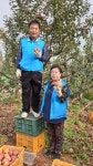 평택포승 태봉농장사과따기봉사. - 행사 사진방 - 마음드리봉사단 마음드리봉사단