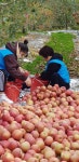 군위 *행복사과농장* 사과 따기⏺ - 행사 사진방 - 마음드리봉사단... 농촌일손돕기＞ 봉사 후기 ⏺경북 군위 *행복사과농장* 사과 따기⏺ 