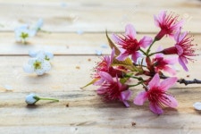 🌹🌼🌺 꽃은, 사랑하니까 핍니다 - 자유게시판 - 마음드리봉사단 🌹🌼🌺 꽃은, 사랑하니까 핍니다