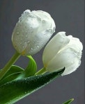백년손님 - 자유게시판 - 마음드리봉사단 