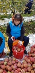 군위 *행복사과농장* 사과 따기⏺ - 행사 사진방 - 마음드리봉사단... 농촌일손돕기＞ 봉사 후기 ⏺경북 군위 *행복사과농장* 사과 따기⏺ 