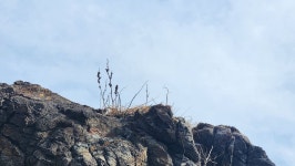 코,둘 2진 29차 / 해파랑길 35-1,34,33-2코스 - 코리아 둘레길 사진 - 신사산악회 코,둘 2진 29차 / 해파랑길 35-1,34,33-2코스