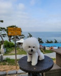 100BW 애드빈스그룹광고 : 프랑스.벨기에.비숑프리제[ Bichon Frise ] : 강아지산책*마을버스광고.시내버스광고.버스쉘터*정 - 우리일상... 