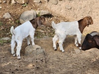 당분간, 숫 종부 새끼 에미만 전화 주십시오 - 보어염소 종부 종모 - 보어 염소농장 당분간, 숫 종부 새끼 에미만 전화 주십시오