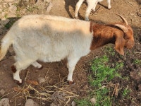 당분간, 숫 종부 새끼 에미만 전화 주십시오 - 보어염소 종부 종모 - 보어 염소농장 당분간, 숫 종부 새끼 에미만 전화 주십시오