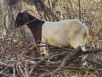 당분간, 숫 종부 새끼 에미만 전화 주십시오 - 보어염소 종부 종모 - 보어 염소농장 당분간, 숫 종부 새끼 에미만 전화 주십시오