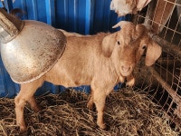 당분간, 숫 종부 새끼 에미만 전화 주십시오 - 보어염소 종부 종모 - 보어 염소농장 당분간, 숫 종부 새끼 에미만 전화 주십시오