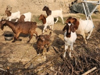 당분간, 숫 종부 새끼 에미만 전화 주십시오 - 보어염소 종부 종모 - 보어 염소농장 당분간, 숫 종부 새끼 에미만 전화 주십시오