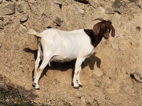 당분간, 숫 종부 새끼 에미만 전화 주십시오 - 보어염소 종부 종모 - 보어 염소농장 당분간, 숫 종부 새끼 에미만 전화 주십시오