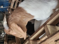 당분간, 숫 종부 새끼 에미만 전화 주십시오 - 보어염소 종부 종모 - 보어 염소농장 당분간, 숫 종부 새끼 에미만 전화 주십시오