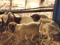 당분간, 숫 종부 새끼 에미만 전화 주십시오 - 보어염소 종부 종모 - 보어 염소농장 당분간, 숫 종부 새끼 에미만 전화 주십시오