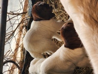 당분간, 숫 종부 새끼 에미만 전화 주십시오 - 보어염소 종부 종모 - 보어 염소농장 당분간, 숫 종부 새끼 에미만 전화 주십시오