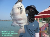 26년 6월 10일 수요일 조황 - *조황 정보* - 해솔바다낚시터 26년 6월 10일 수요일 조황