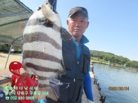 26년 6월 24일 수요일 조황 - *조황 정보* - 해솔바다낚시터 26년 6월 24일 수요일 조황