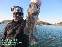 25년 12월 8일 월요일 조황 - *조황 정보* - 해솔바다낚시터 25년 12월 8일 월요일 조황