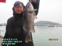 25년 12월 16일 화요일 조황 - *조황 정보* - 해솔바다낚시터 25년 12월 16일 화요일 조황
