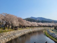 🌸🌸수안보 온천 벚꽃길 다녀왔어요🌸🌸 - 여행및 맛집기행 - 뮤직 허브 🌸🌸수안보 온천 벚꽃길 다녀왔어요🌸🌸