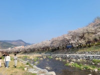 🌸🌸수안보 온천 벚꽃길 다녀왔어요🌸🌸 - 여행및 맛집기행 - 뮤직 허브 🌸🌸수안보 온천 벚꽃길 다녀왔어요🌸🌸