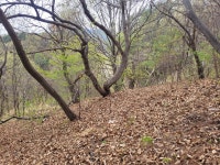 합천4악 종주에 나섰다가, 시간에 쫓겨 허굴산을 뺀 의룡산, 악견산... 나섰다가, 시간에 쫓겨 허굴산을 뺀 의룡산, 악견산, 금성산만 올랐다.