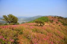 제145차 정기산행 보성 제암산 - 정기 산행 공지 및 신청 - 논산 동고동락 산악회 제145차 정기산행 보성 제암산