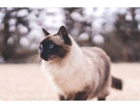 마스코트 사진 - 민박이용 및 예약안내 - 제주도 별이네민박/게스트하우스 마스코트 사진