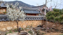 홍매화,앵두,자두꽃이 이쁘게 피었습니다 ~ - 우리들의 이야기 - 미리내 전통한옥 홍매화,앵두,자두꽃이 이쁘게 피었습니다 ~