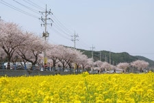 2025년4월6일91차 첫째주 일요일 삼척 맹방 유채꽃축제 벛꽃길 트레킹 갑니다 - 숲사랑 정기 트레킹 - 춘천 숲사랑 트레킹 2025년4월6일91차... 