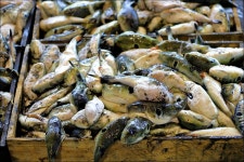 [서천/보령] 서해랑길 59코스 트래킹 - 트레킹/둘레길 사진 - 청마(靑馬) 산행방 [서천/보령] 서해랑길 59코스 트래킹