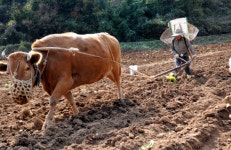 월출산 정기 서린 영암, 소 지명과 관련된 얽힌 이야기...자리잡고 살만한 갑소 - 카페 앨범 - 보다듣다말하다포토에세이 월출산 정기 서린 영암, 소... 