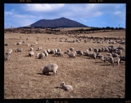 1995년경 성이시돌 양뗴 목장 풍경 - 본당 이미지 - 천주교 제주교구 광양성당 1995년경 성이시돌 양뗴 목장 풍경