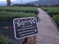 (25.08.17)거창=서출동류물길트래킹(5.9km). 수승대무병장수둘레길(3.6km). 감악산무장애나눔길(2.9km) - 2020년 산행앨범 - 광태와 산... 