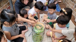 6-4 매실청 만들기 - ☼ 해맑은반 ☼ - 국공립새나어린이집 6-4 매실청 만들기