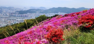 백양산 애진봉 철쭉(05.4.27) - 내가다녀온흔적 - 부산산과들산악회 백양산 애진봉 철쭉(05.4.27)