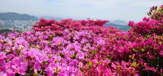 백양산 애진봉 철쭉(05.4.27) - 내가다녀온흔적 - 부산산과들산악회 백양산 애진봉 철쭉(05.4.27)