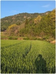 남파랑길12-1구간 2일차(보성)( 남양버스정류장~죽청배수갑문) (78~79... 2일차(보성)( 남양버스정류장~죽청배수갑문) (78~79-1코스)