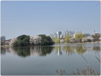 일산 호수공원 벗꽃(2026.4.5) - 명산(일반)산행 사진및 기타 - 산중의 세상 살아가는 이야기 일산 호수공원 벗꽃(2026.4.5)