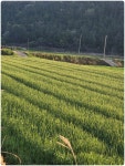 남파랑길12-1구간 2일차(보성)( 남양버스정류장~죽청배수갑문) (78~79... 2일차(보성)( 남양버스정류장~죽청배수갑문) (78~79-1코스)