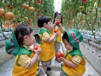 5월 25일_멋쟁이 토마토 따기 체험 - 2022 봄뜰소식 - 늘푸른봄뜰어린이집 5월 25일_멋쟁이 토마토 따기 체험