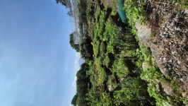 보성군 조성면 농장 모습 공유합니다 - 동산바치 (회원자유게시판) - 토종 과일나무 살리기 보성군 조성면 농장 모습 공유합니다