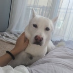 부암동 멋쟁이 도솔이 (스압) - 임보/입양일지 - 포해피니스 유기동물 쉼터 부암동 멋쟁이 도솔이 (스압)