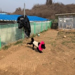 따뜻했던 포해피니스-☀️🌈 - 봉사일기장 - 포해피니스 유기동물 쉼터 따뜻했던 포해피니스-☀️🌈