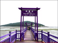 260524_신안 안좌 박지도 라벤더정원_반월도 큰골선착장 퍼플교 박지도 라벤더정원 퍼플교 주차장_첨단산악회 - 2026년 산행 - 동하의...