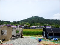 260524_신안 안좌 박지도 라벤더정원_반월도 큰골선착장 퍼플교 박지도 라벤더정원 퍼플교 주차장_첨단산악회 - 2026년 산행 - 동하의...