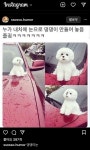 누가 눈사람으로 차에 댕댕이 만듬 - 웃긴자료 ‥‥‥‥‥、 - 도탁스 (DOTAX) 누가 눈사람으로 차에 댕댕이 만듬