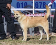 2025년 11월 제 4회 전국 최우수 진돗개 선발전 #02 - 진도견 전람회 사진방 - [사단법인] 가야 진도견 협회 2025년 11월 제 4회 전국 최우수... 